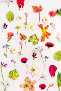 Beyaz arka planda bahar çiçekleri