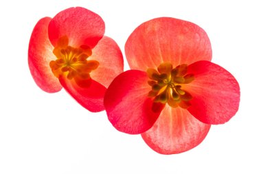 Beyaz arka planda kırmızı begonya çiçekleri