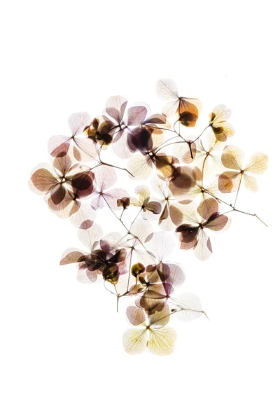 Hortênsia Flores Fundo Branco — Fotografia de Stock