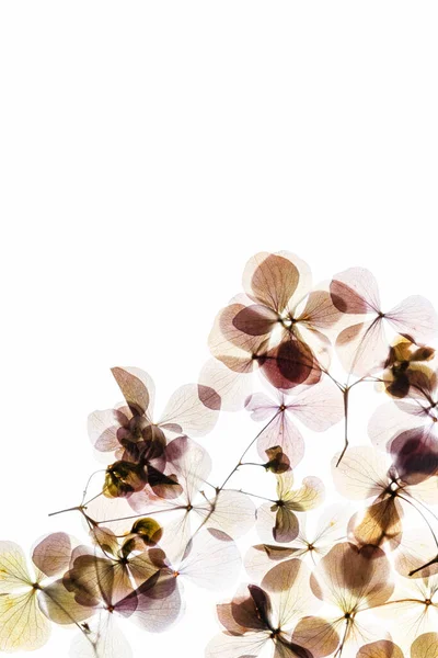 Ortanca Çiçekleri Beyaz Zemin Üzerine — Stok fotoğraf
