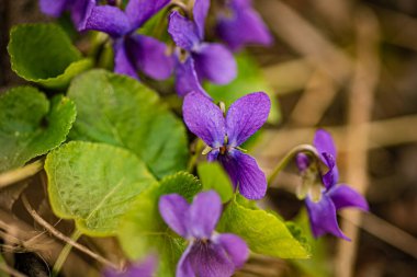 Bright violet purple blooms of viola odorata. 