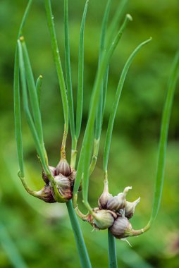 Egyptian onion (allium proliferum) bulbs on tree topsette in spring.