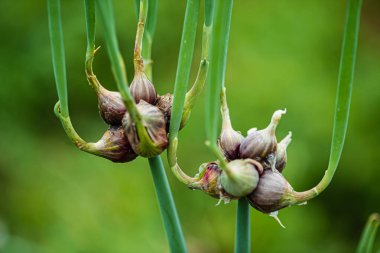 Egyptian onion (allium proliferum) bulbs on tree topsette in spring.