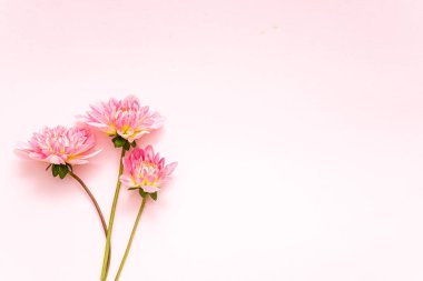 nice  fresh dahlia, top view