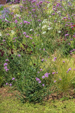 summer garden with different flowers