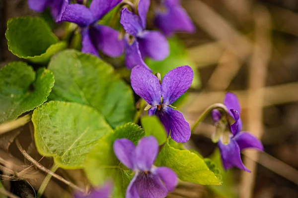 Bright Violet Purple Blooms Viola Odorata — Photo