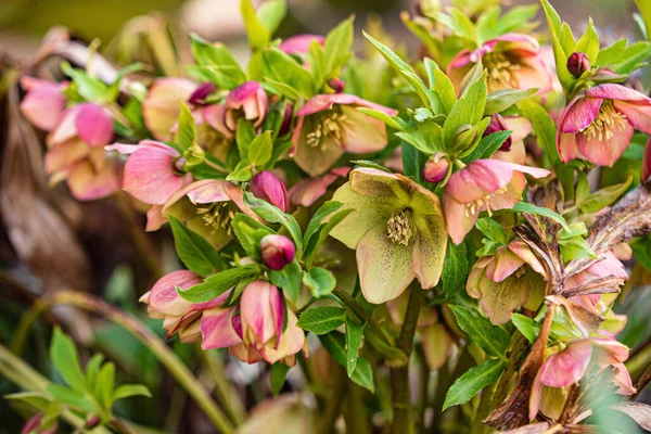 Pink Hellebore Flower Early Springtime — Foto Stock