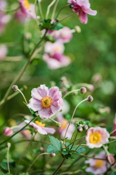 Pink Japanese Anemone Garden — Fotografia de Stock