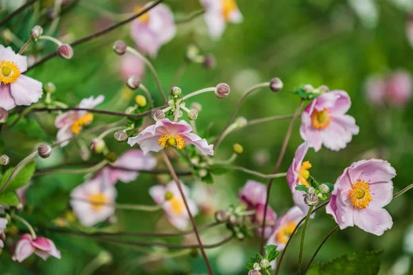 Pink Japanese Anemone Garden — Stockfoto