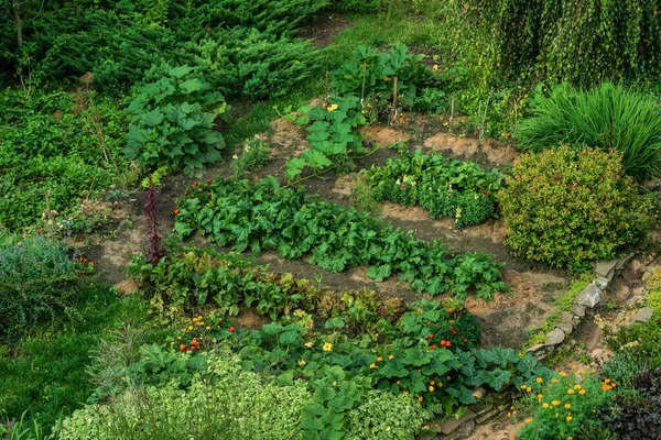 Organic Garden Vegetables Flowers — Stock Photo, Image