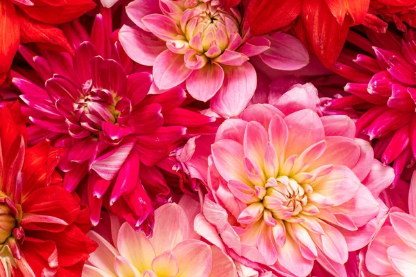 Pink Red Fresh Dahlia Top View — Stockfoto