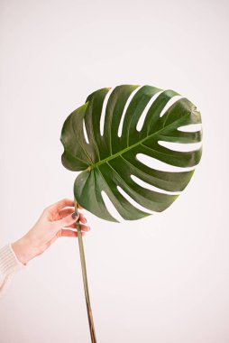 monstera leaf in the hand