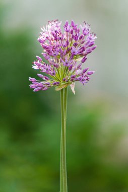 purple flowers of ornamental garlic