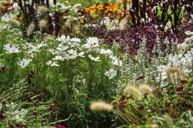 summer garden with different flowers