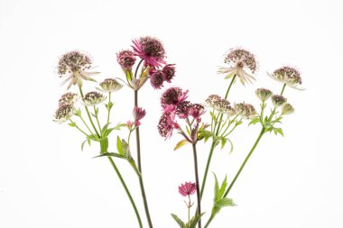 Fresh purple astrantia major or masterwort flower isolated on white background.