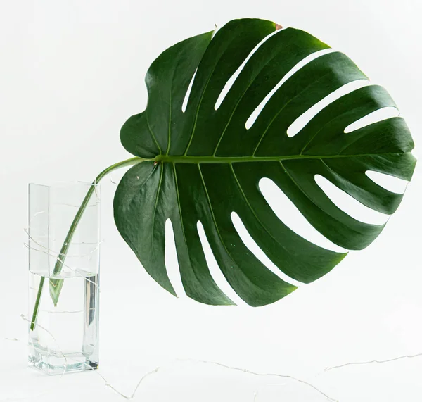 Monstera Leaf Vase — Stock Photo, Image