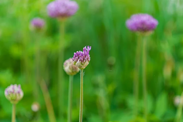 Purple Flowers Ornamental Garlic — 图库照片