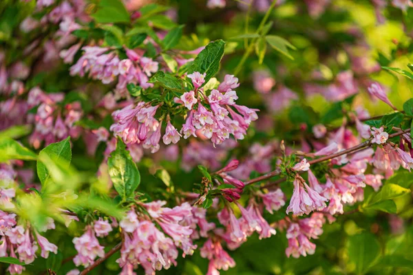 Beautiful Pink Flowers Weigela Bush Spring — Stockfoto