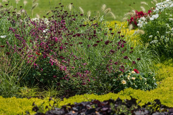 Summer Garden Different Flowers — Stock Photo, Image