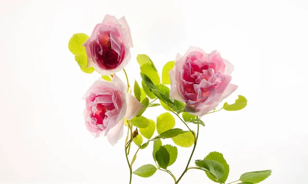 Pink Roses White — Stock Photo, Image