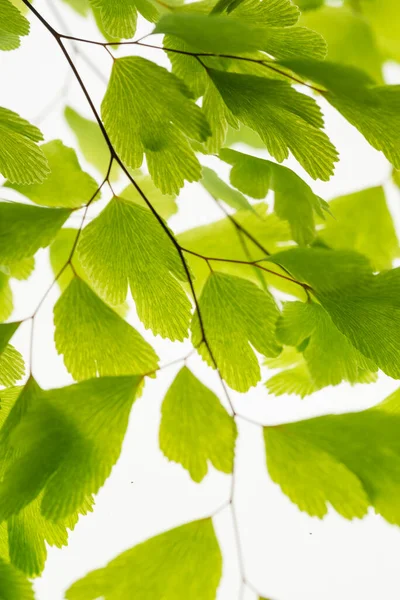 Green Leaves Branch Isolated White — Stock Photo, Image