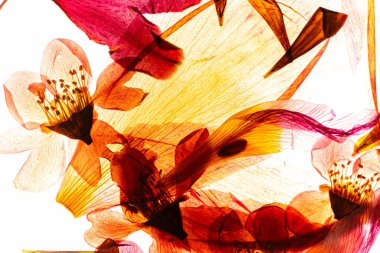 Beyaz arkaplanda kuru çiçekler