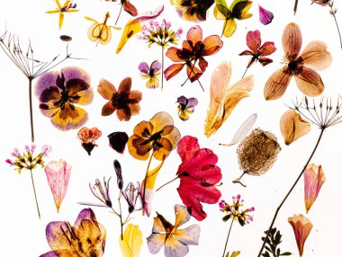 Beyaz arkaplanda kuru çiçekler