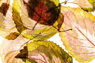 Beyaz arkaplanda çeşitlendirilmiş yapraklar