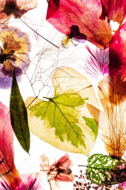 Beyaz arkaplanda kuru akarsular