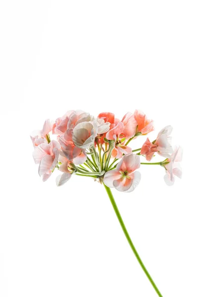 Pelargonium Blommor Den Vita Bakgrunden — Stockfoto