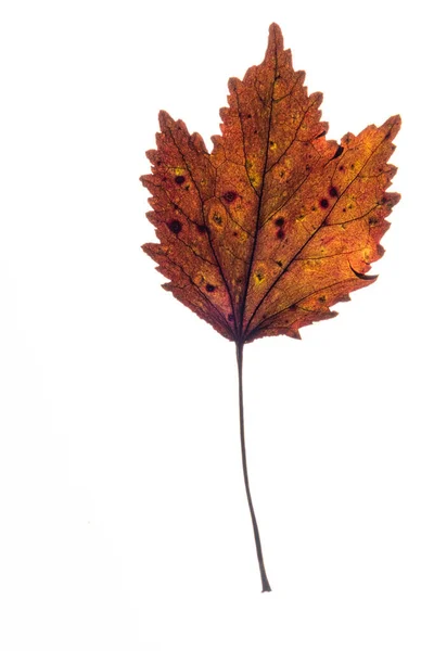 Brokiga Blad Vit Bakgrund — Stockfoto