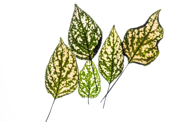 Variegated Foliages White Background — Stock Photo, Image