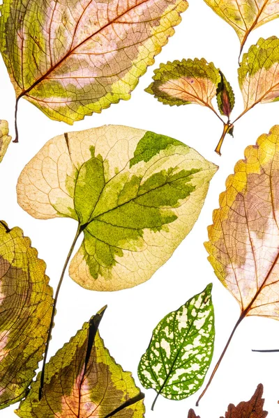 Разноцветные Листья Белом Фоне — стоковое фото