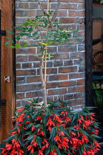 Fuchsia flower in a container.