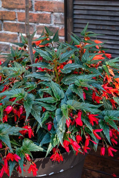 Fuchsia Flower Container — Stock fotografie