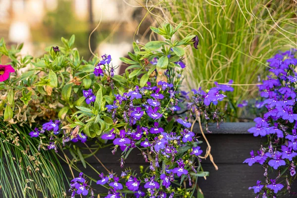 Fiori Estivi Nel Vaso — Foto Stock