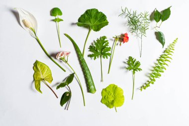 Beyaz arkaplanda yeşil yapraklar