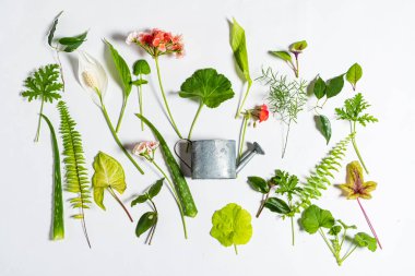 Beyaz arkaplanda yeşil yapraklar