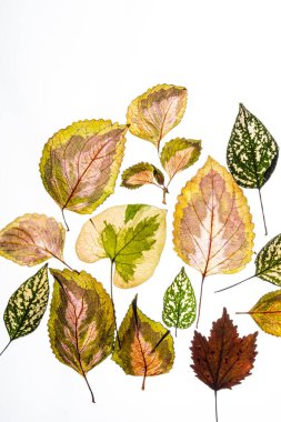 Beyaz arkaplanda çeşitlendirilmiş yapraklar
