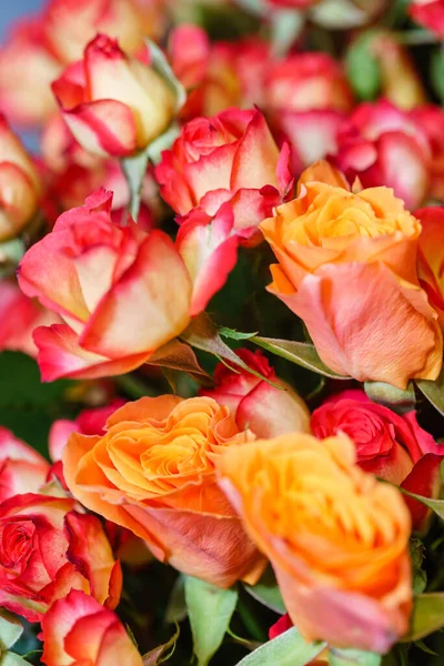 Fresh Roses Vase — Zdjęcie stockowe