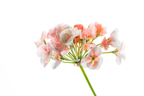 Pelargonium Blommor Den Vita Bakgrunden — Stockfoto