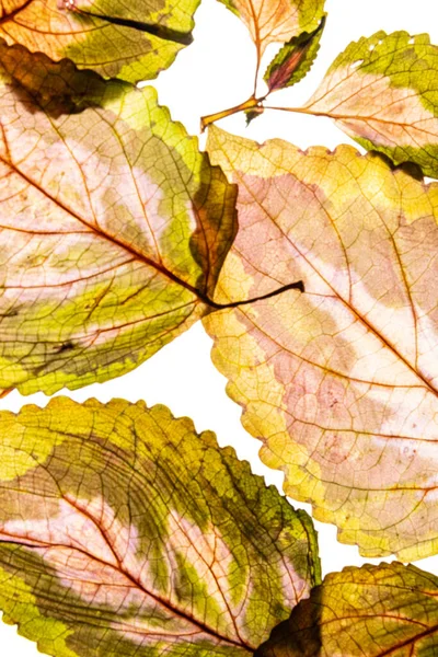 Variegated Foliages White Background — Stock Photo, Image