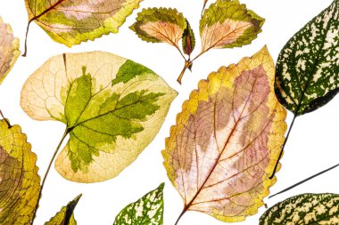 Beyaz arkaplanda çeşitlendirilmiş yapraklar