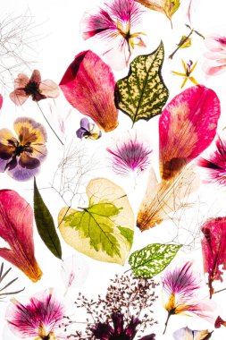 Beyaz arkaplanda kuru akarsular