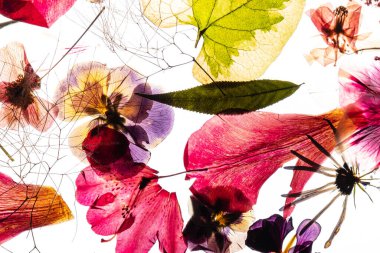 Beyaz arkaplanda kuru akarsular