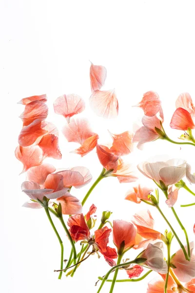 Pelargonium Bloemen Witte — Stockfoto