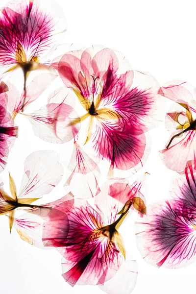 Dry Flowes White Background — Φωτογραφία Αρχείου