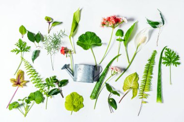 Beyaz arkaplanda yeşil yapraklar