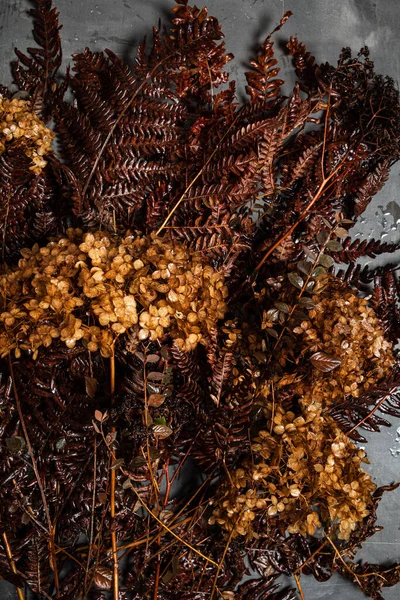 Dry Fern Hydrangea Plants — Zdjęcie stockowe