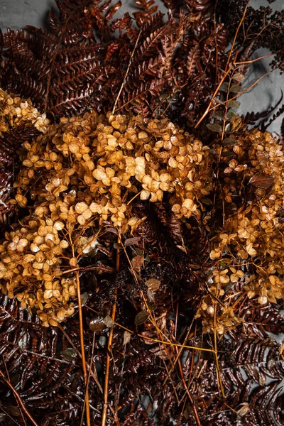 Dry Fern Hydrangea Plants — Foto Stock